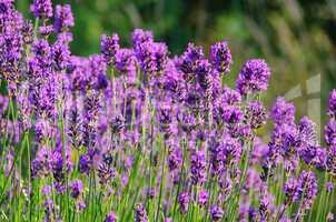 Lavendel - lavender 53
