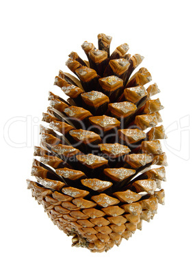 Pinienzapfen - pine cone 04