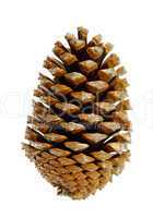 Pinienzapfen - pine cone 04