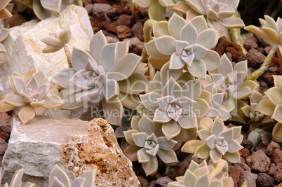 Sedum Weinbergii 01