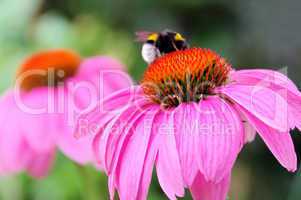 Sonnenhut Purpur - Purple Coneflower 44