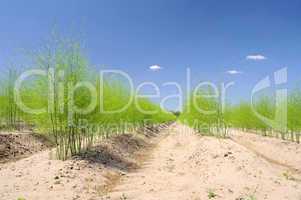 Spargelfeld - asparagus field 18