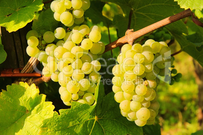 Weintraube weiss - grape white 01