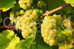 Weintraube weiss - grape white 01