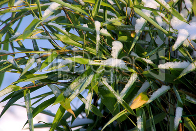 Bambus im Schnee - bamboo in snow 02