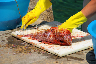 Drachenkopf säubern - Scorpaena scrofa cleaning 06