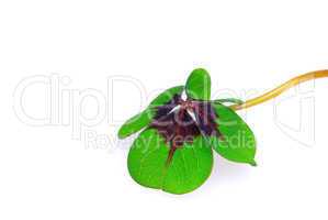 Glücksklee - four leafed clover 25