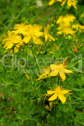 Johanniskraut - St Johns wort 28