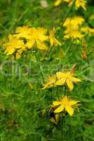 Johanniskraut - St Johns wort 28