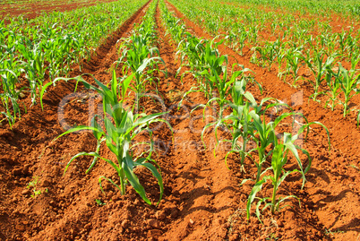 Maisfeld - corn field 02