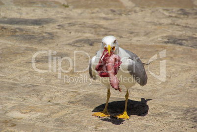 Möwe mit Fisch - gull with fish 07