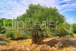 Olivenbaum Stamm - olive tree trunk 08