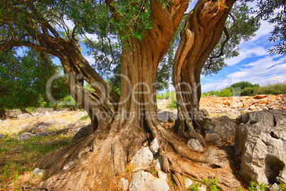 Olivenbaum Stamm - olive tree trunk 12