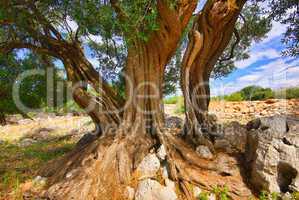 Olivenbaum Stamm - olive tree trunk 12