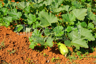 Zucchini Feld - courgette field 01