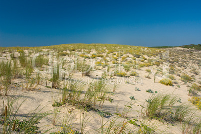 Dünen am Atlantik, Frankreich, Europa