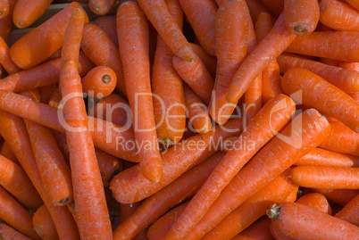 Karotten (Daucus carota ssp. sativus) - Carrots