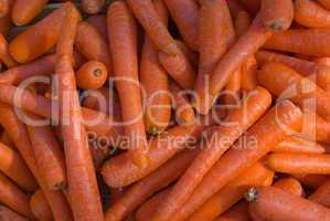 Karotten (Daucus carota ssp. sativus) - Carrots