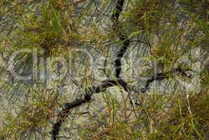 Ausgetrockneter Boden - Dried soil