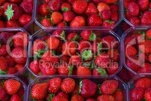Erdbeeren (Fragaria) - Strawberries