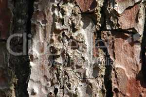 Pinienrinde / Pine bark