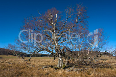 Schopflocher Torfmoor