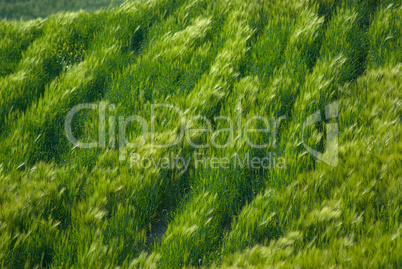 Weizenfeld im Wind - Wheat field in the wind