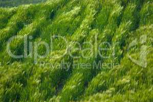 Weizenfeld im Wind - Wheat field in the wind