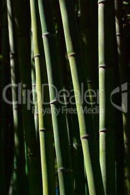 Bambus - Bamboo