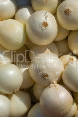 Zwiebel (Allium cepa), Onion