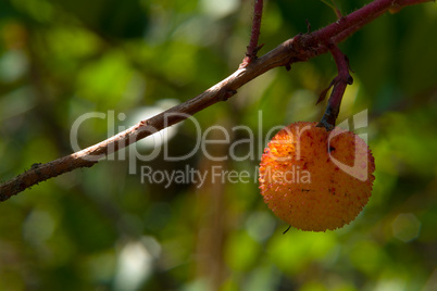 Westlicher Erdbeerbaum (Arbutus unedo), Früchte