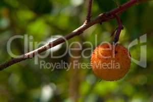 Westlicher Erdbeerbaum (Arbutus unedo), Früchte