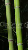 Bambus - Bamboo