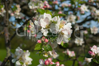 Apfelblüte - Apple blossoms