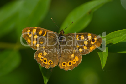 Das Waldbrettspiel (Pararge aegeria), Laubfalter, Speckled Wood