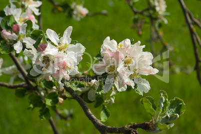 Apfelblüte - Apple blossoms