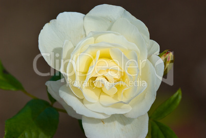 Rose, Rosaceae