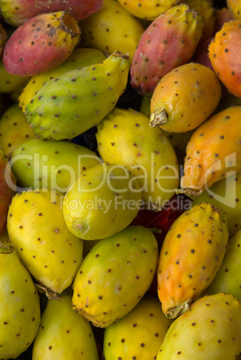 Feigenkaktus (Opuntia ficus-indica) - Indian Fig Opuntia, tuna fruit