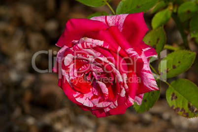 Rose, Rosaceae