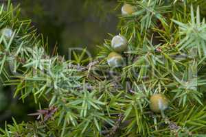 Zedern-Wacholder (J. oxycedrus)