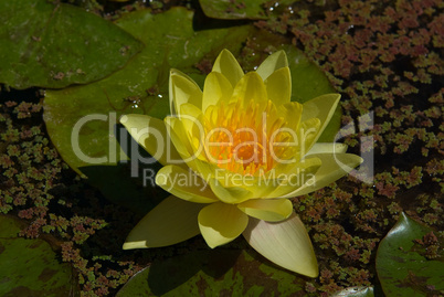 Seerose, Nymphaea