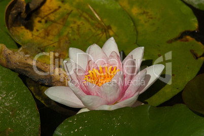 Seerose, Nymphaea