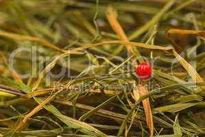 Nadel im Heuhaufen - Needle in a haystack