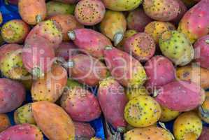 Feigenkaktus (Opuntia ficus-indica) - Indian Fig Opuntia, tuna fruit