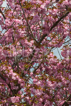 Baumblüte - Blooming trees