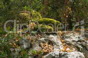 Überwachsener Fels im Wald