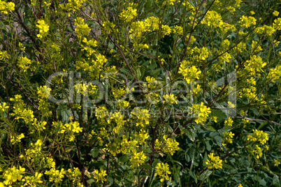 Raps (Brassica Napus) am Feldrand in der Toskana