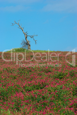 Alter Baum auf einer Blumenwiese - Old tree on a flower meadow