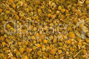 Echte Kamille (Matricaria chamomilla) - Matricaria recutita, German chamomile