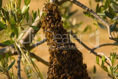 westliche honigbiene (apis mellifera) - honea bee